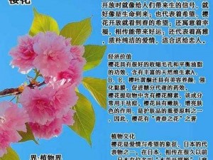 樱花官方正版官网网页版——让你随时随地欣赏美丽的樱花