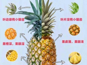 菠萝视频网页版入口—哪里可以找到菠萝视频网页版入口？详细介绍其获取方式及注意事项