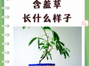 如何正确使用含羞草导航？