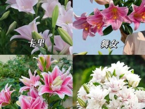 桃源深处有人家百合花配色推荐