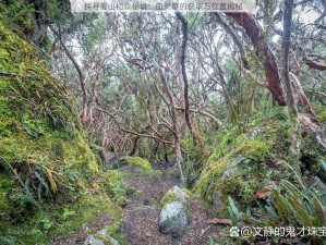 探寻蜀山初章秘境：血灵草的获取与位置揭秘