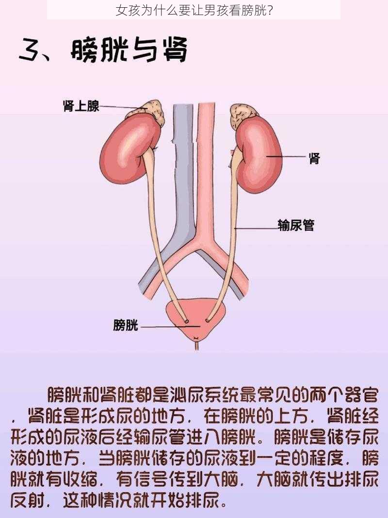 女孩为什么要让男孩看膀胱？