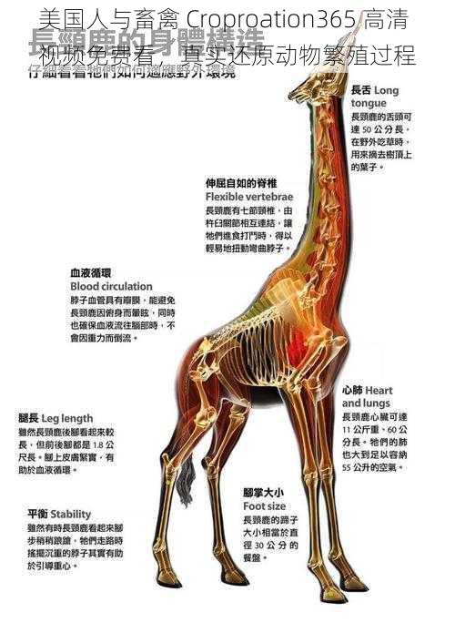 美国人与畜禽 Croproation365 高清视频免费看，真实还原动物繁殖过程