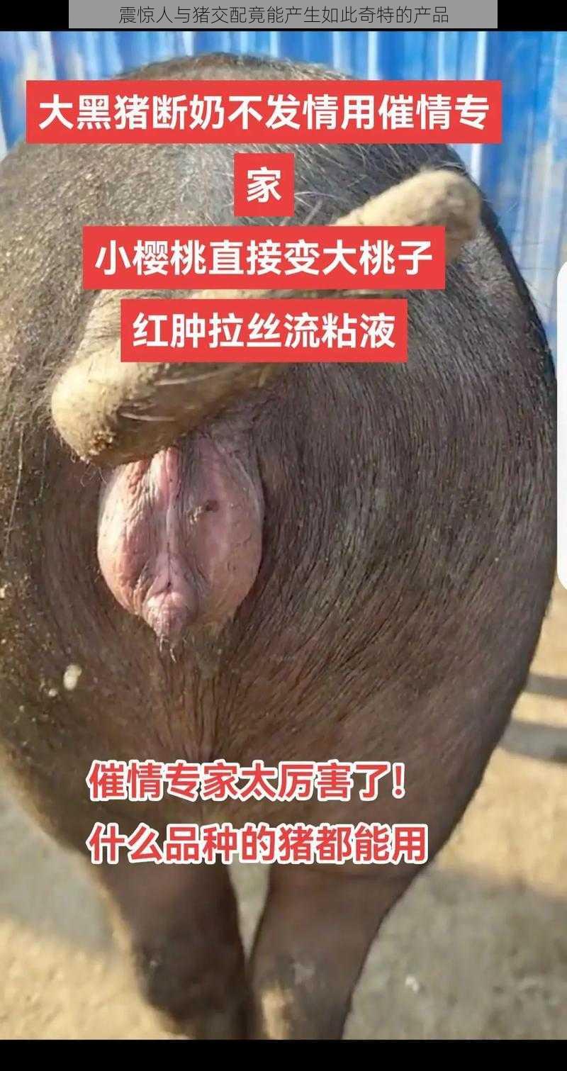 震惊人与猪交配竟能产生如此奇特的产品