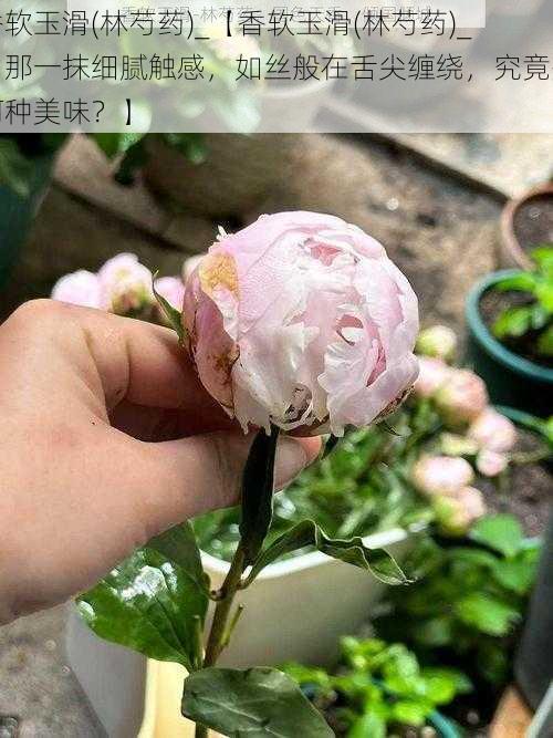 香软玉滑(林芍药)_【香软玉滑(林芍药)_：那一抹细腻触感，如丝般在舌尖缠绕，究竟是何种美味？】