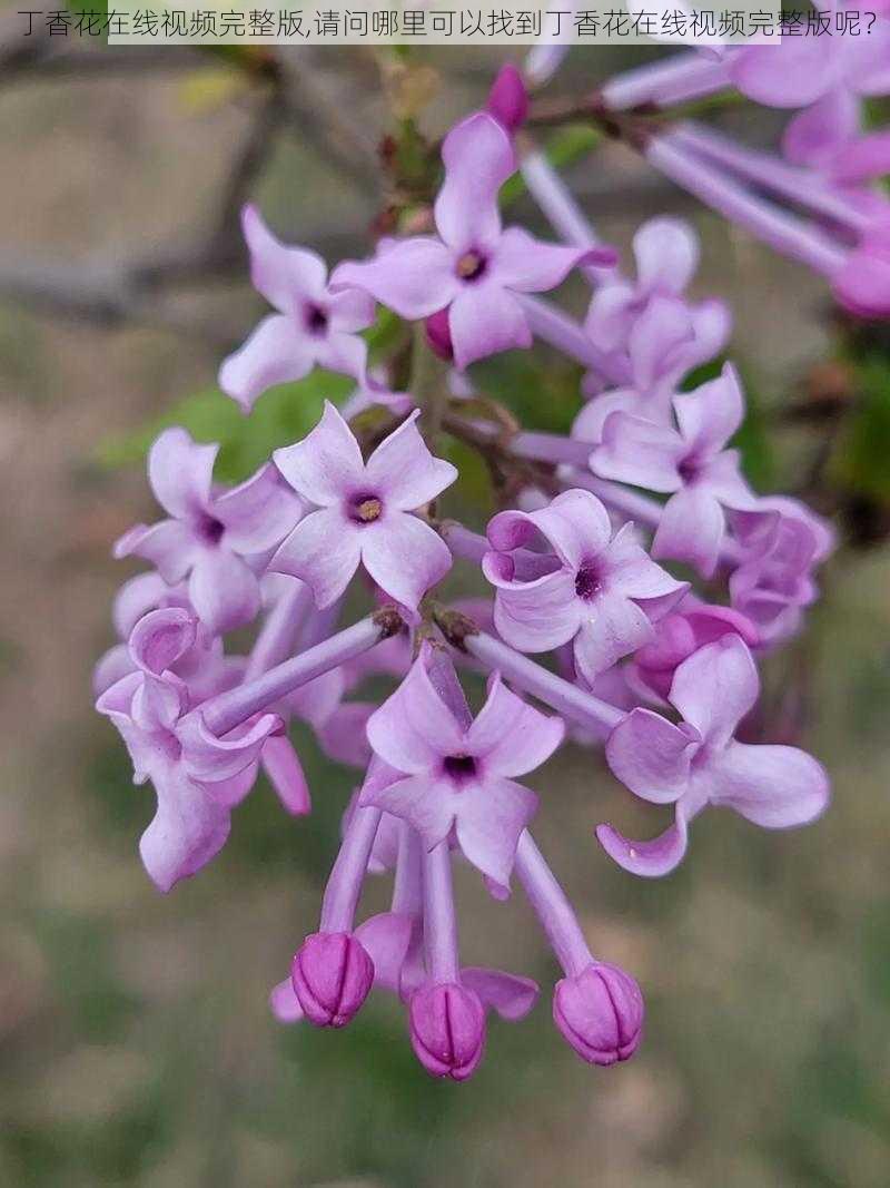 丁香花在线视频完整版,请问哪里可以找到丁香花在线视频完整版呢？