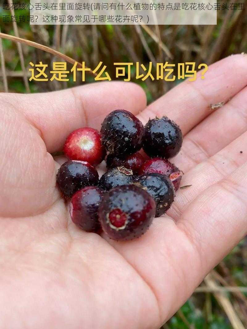 吃花核心舌头在里面旋转(请问有什么植物的特点是吃花核心舌头在里面旋转呢？这种现象常见于哪些花卉呢？)