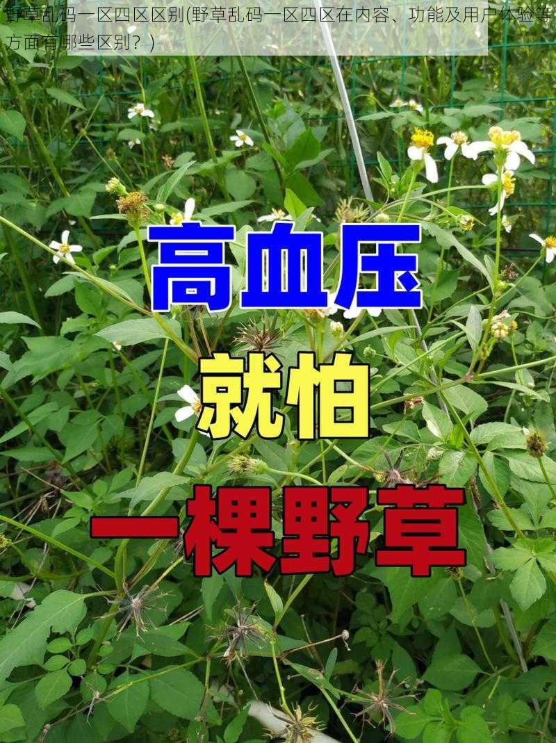 野草乱码一区四区区别(野草乱码一区四区在内容、功能及用户体验等方面有哪些区别？)